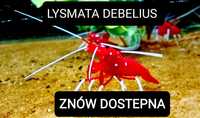 Lysmata Debelius, krewetka szkarłatna