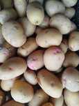 Batata Olho de Perdiz Portuguesa diretamente do produtor