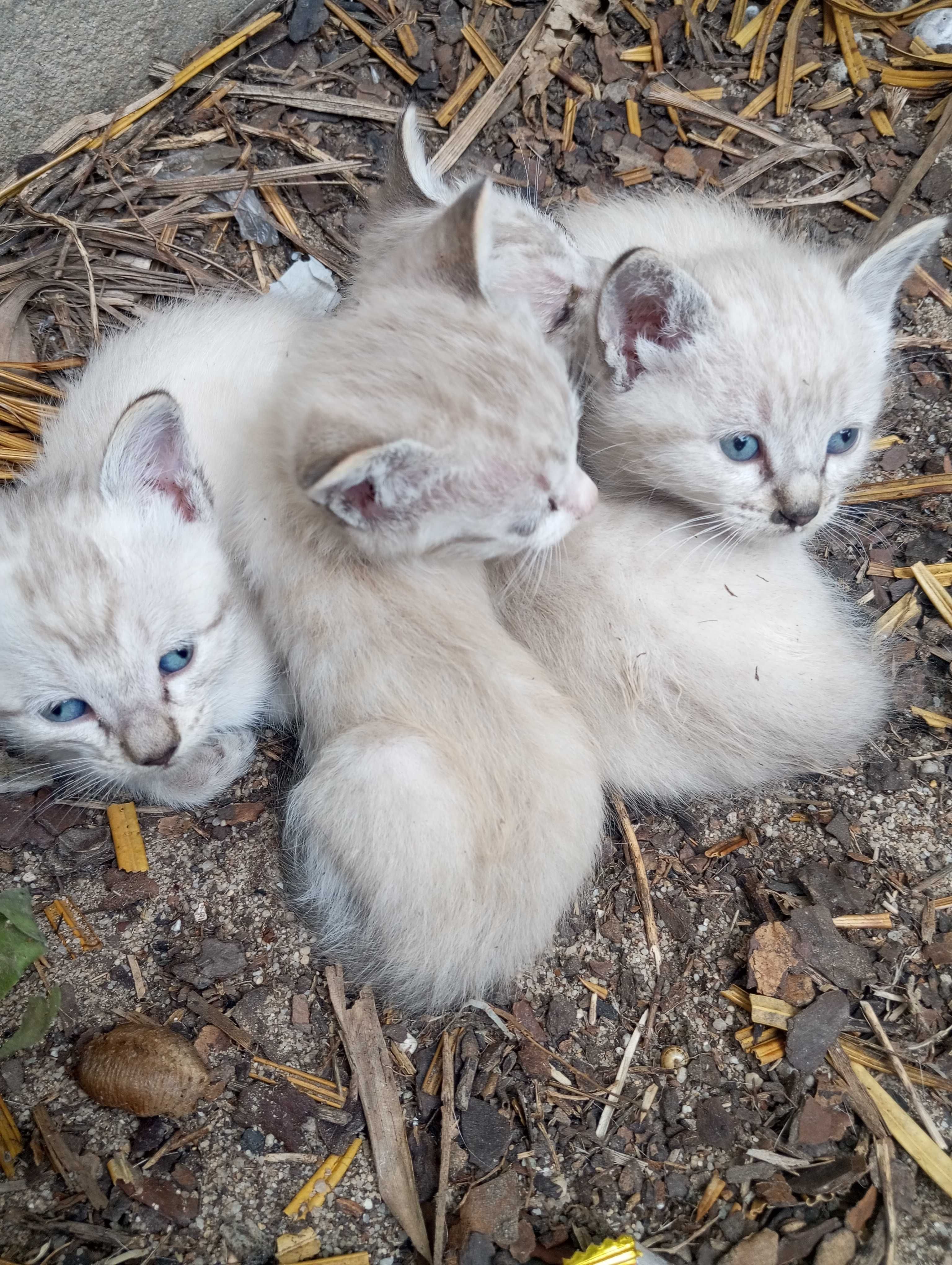 Gatinhos para adoção