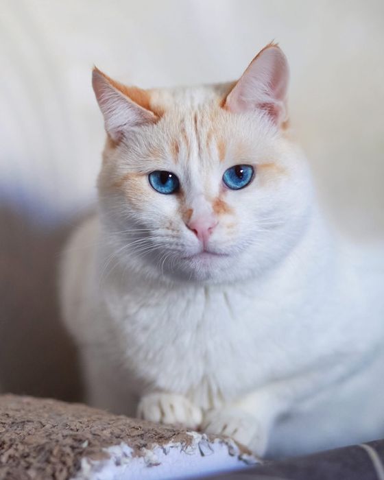 Кішка в гарні руки