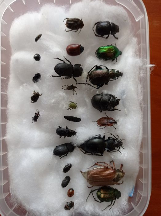Ентомологічна колекція комах жуки метелики коллекция насекомых