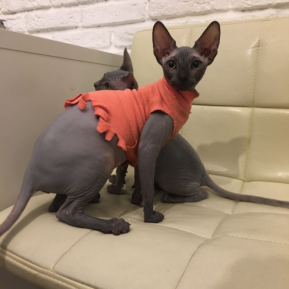 Канадский сфінкс , canadian sphynx, naked cat