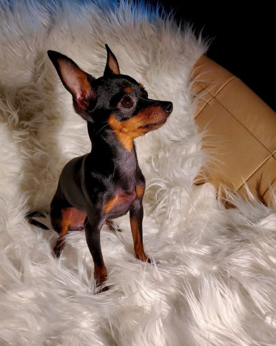 Pincher miniatura qualidade