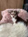 Chihuahua suczka długowłosa