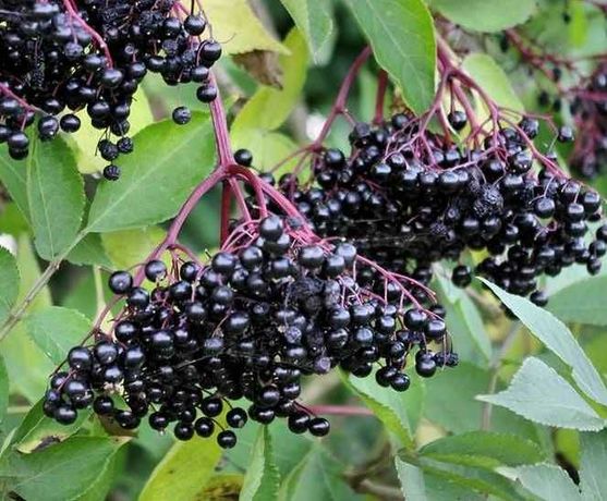 Owoce czarnego bzu Ekologiczne