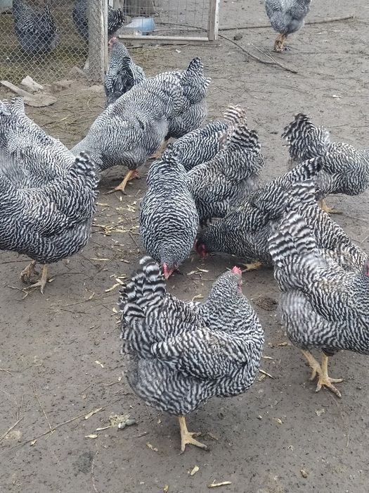 Інкубаційне яйце Амрокс