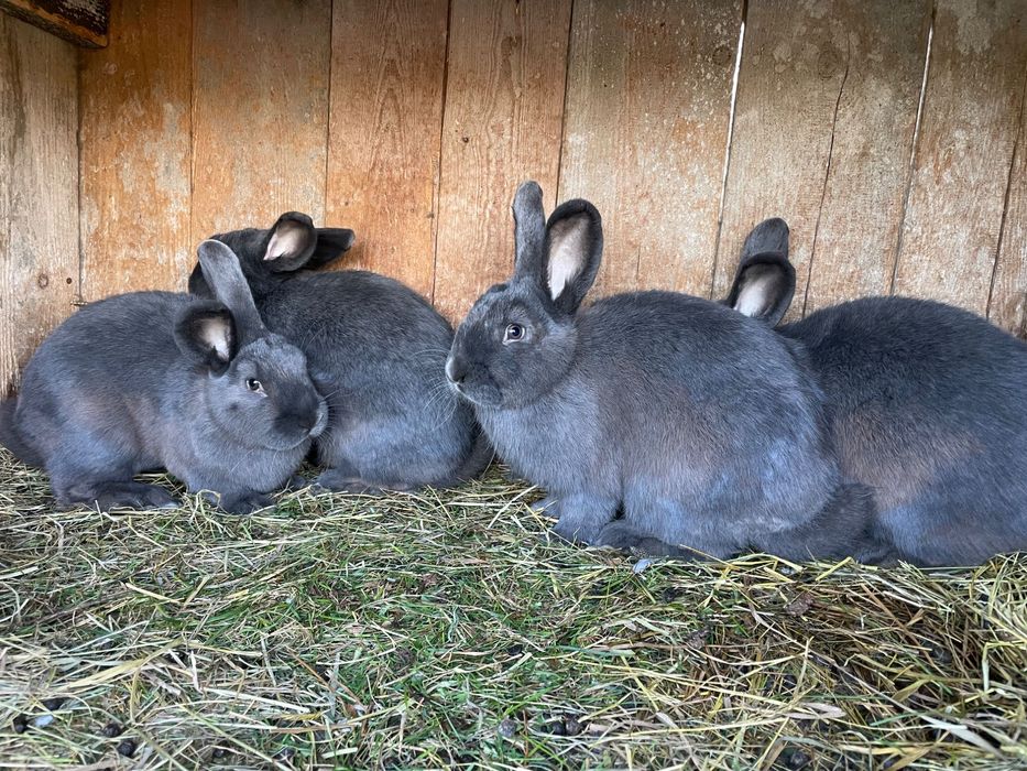 Króliki wiedeńskie, samczyki 3-3,5 kg