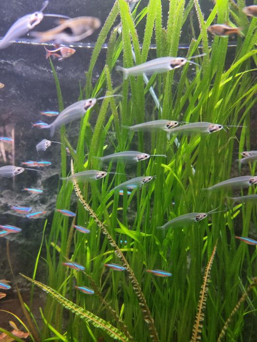 Sum szklisty.         .