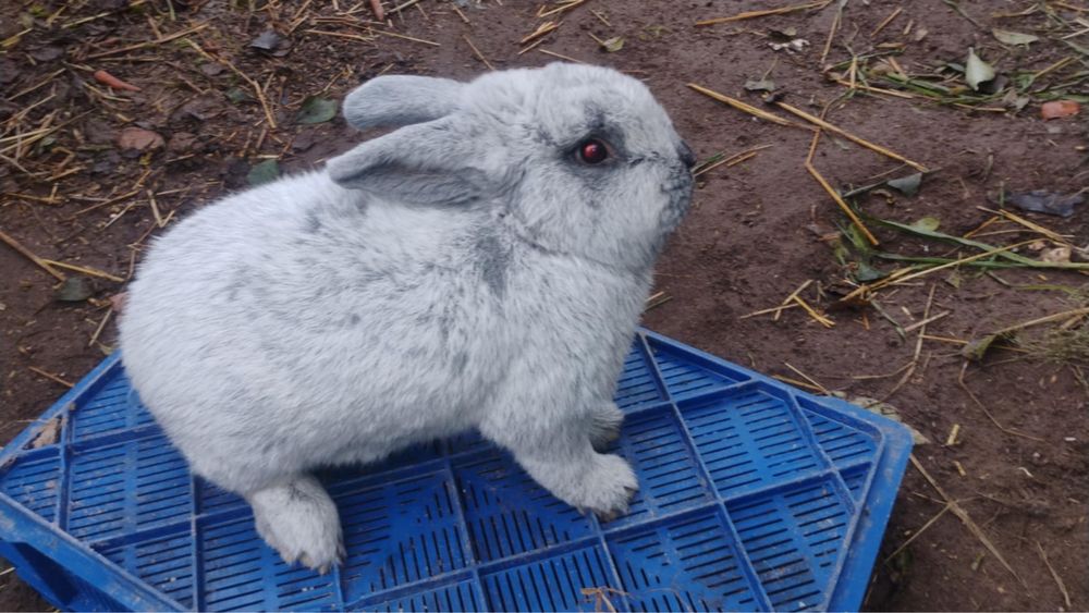 Sprzedam nowozelandy WSJ