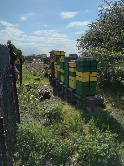 Przezimowane rodziny pszczele