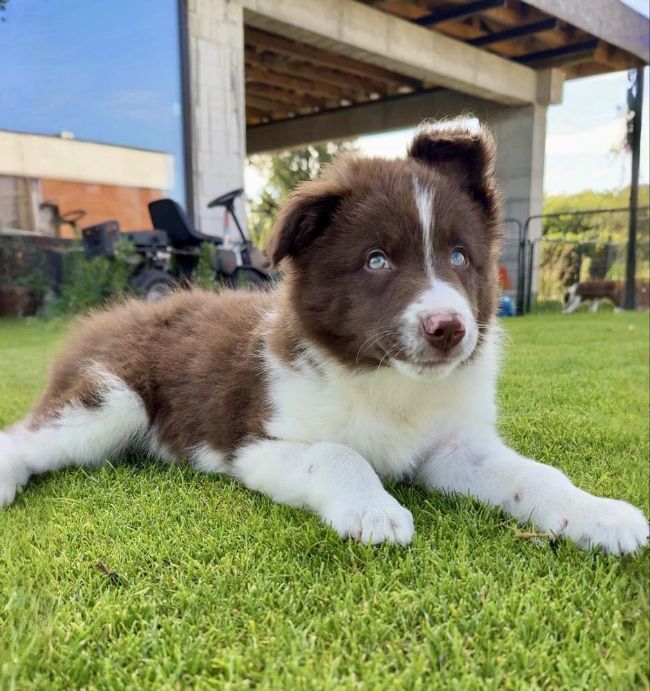 Szczeniak Border Collie