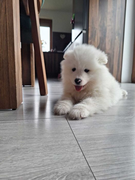 Szczeniak samoyed suczka
