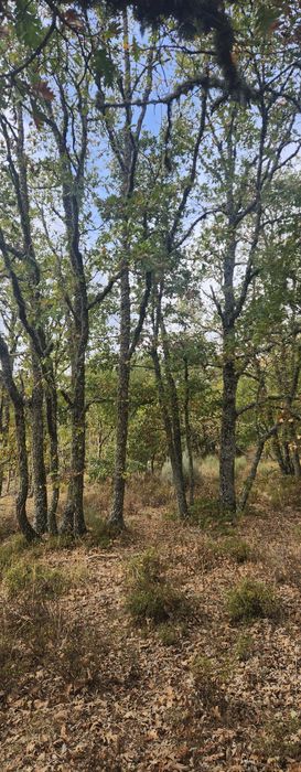 Vendo lenha freixo e carvalho