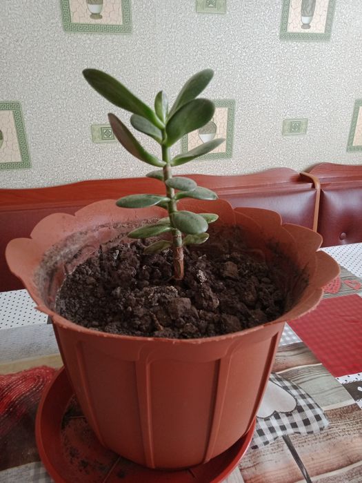 Денежное дерево  .