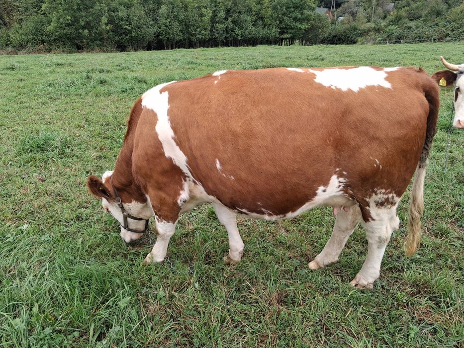 Dwie jałówki mleczne wysokocielne