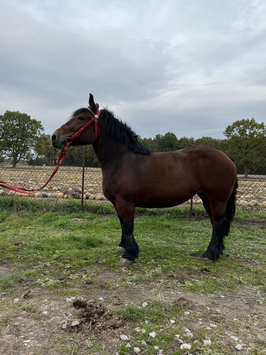 Sprzedam klacz Arden Polski