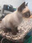 Gatinhso para Adoção