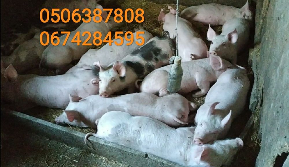 Поросята трехпородный гибрид