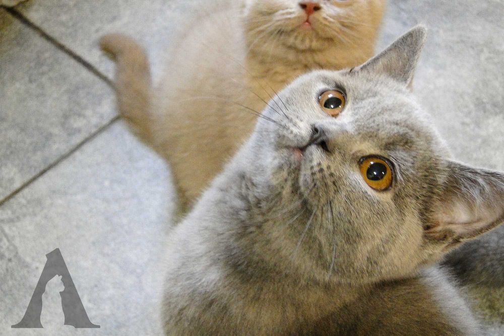 Koty brytyjskie krótkowłose / kocurek niebieski / FPL / Akneri*PL