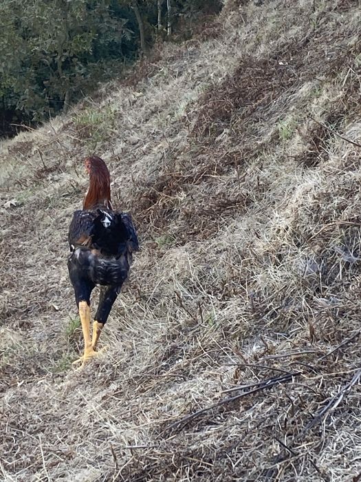 Indio gigante deste ano