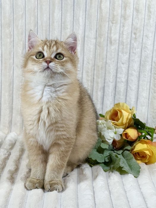 Британське клубне кошеня золота шиншила