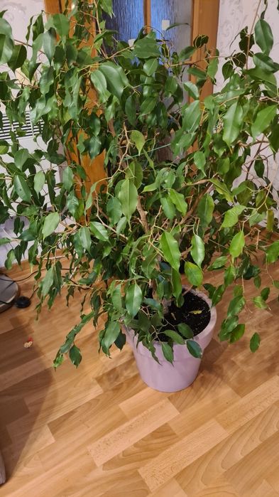 Фикусы  Бенджамина большие растения
