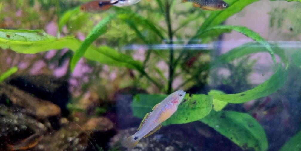 Głowaczyk barwny (tateurndina ocelliacuda)