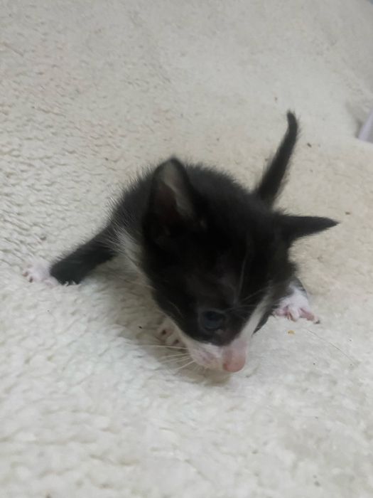 Adocao responsavel de gatinho bebe