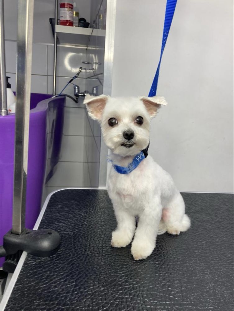 Kurs groomerski  warsztaty/szkolenia groomerskie/ groomer/psi fryzjer
