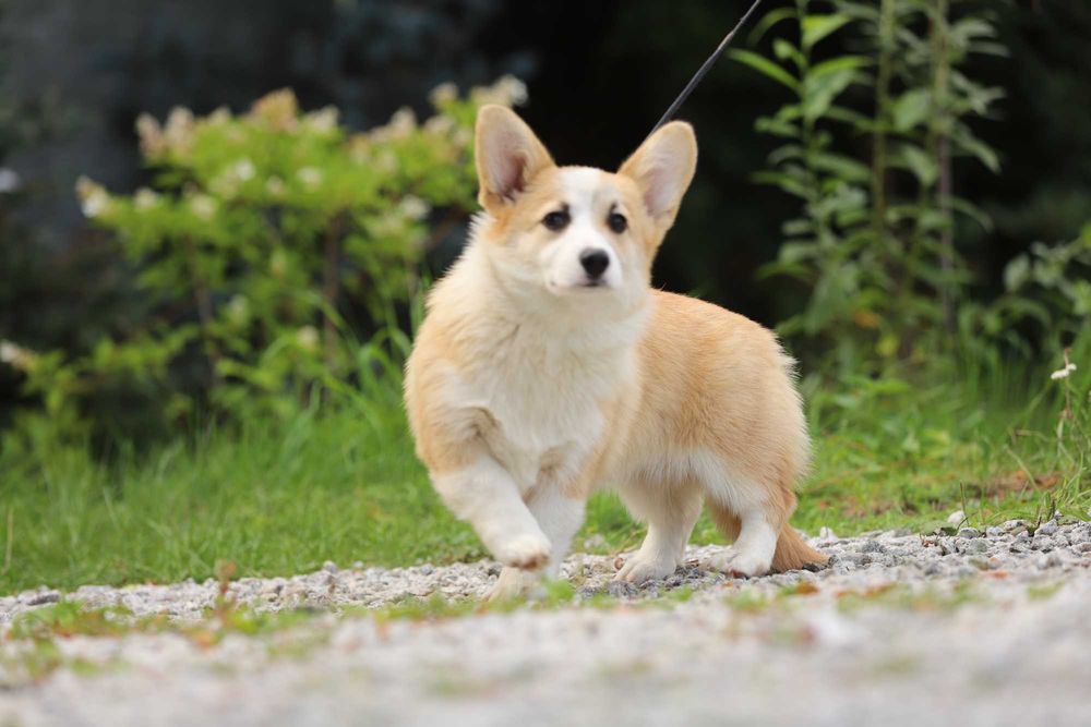 Welsh Corgi Pembroke piesek