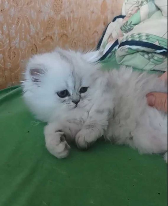 Котята серебристой шиншиллы