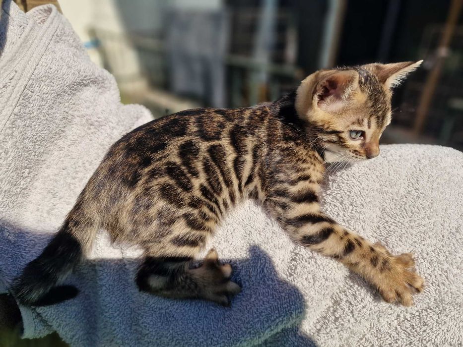 Gatinho de bengala (macho)