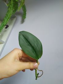 Ogromny liść scindpasus treubii Moonlight roślina kolekcjonerska