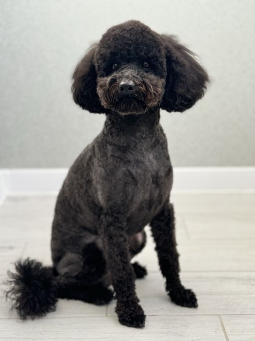 Пудель Вязка