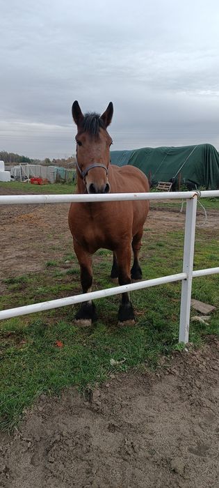 Klacz zimnokrwista księga główna