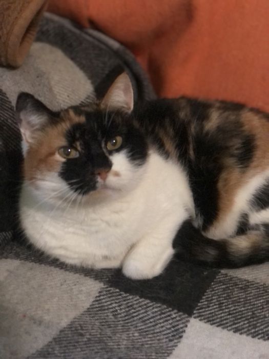 Срочно ДОМ! Неделя передержки и опасная улица!