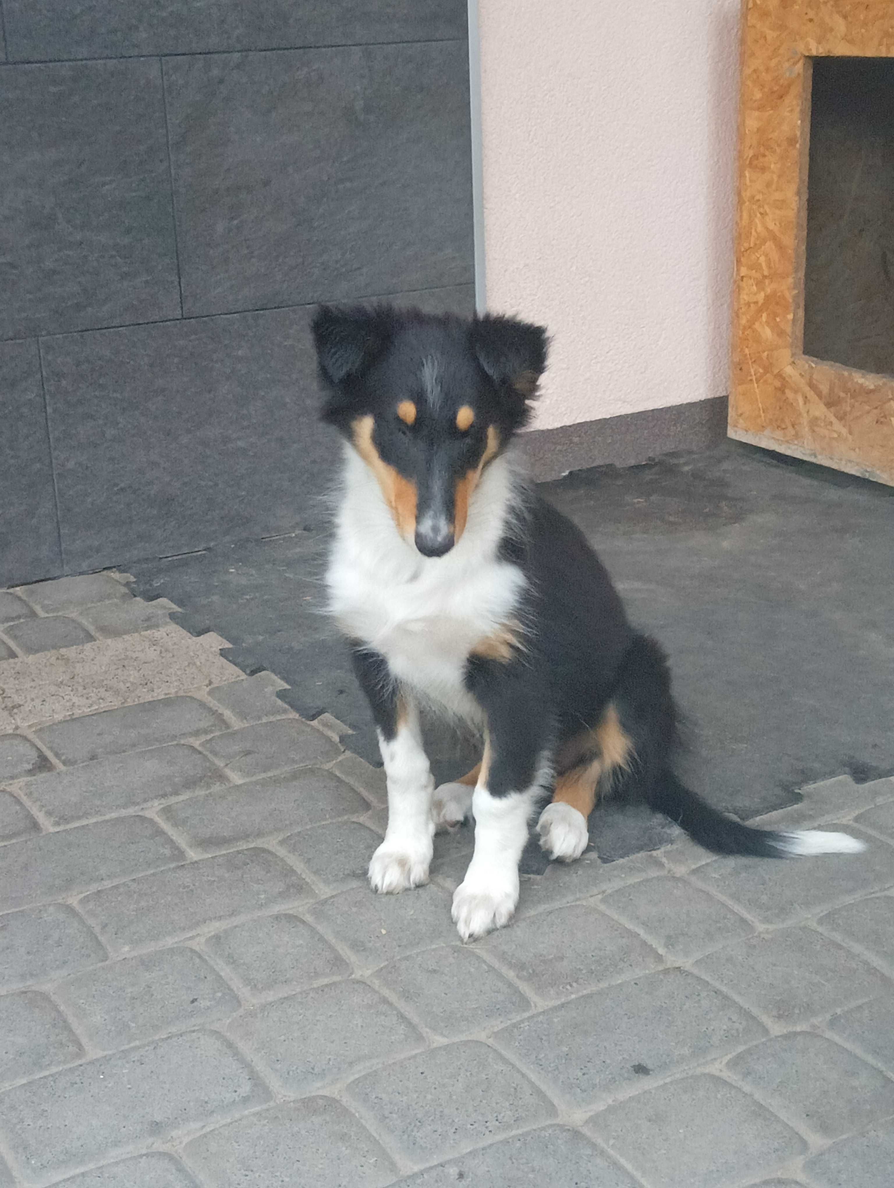 Owczarek szkocki collie