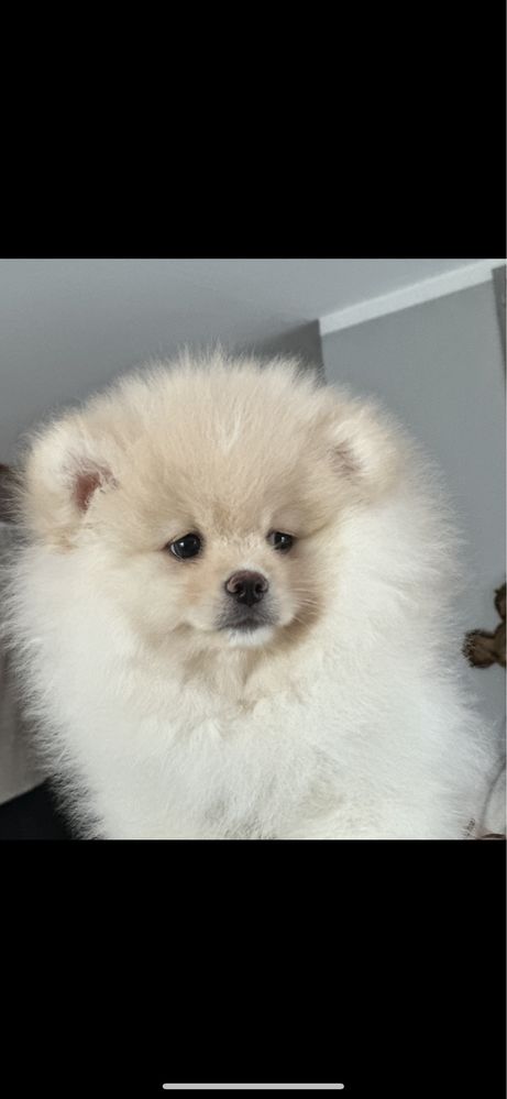 Szpic miniaturowy /Pomeranian FCI  cudo