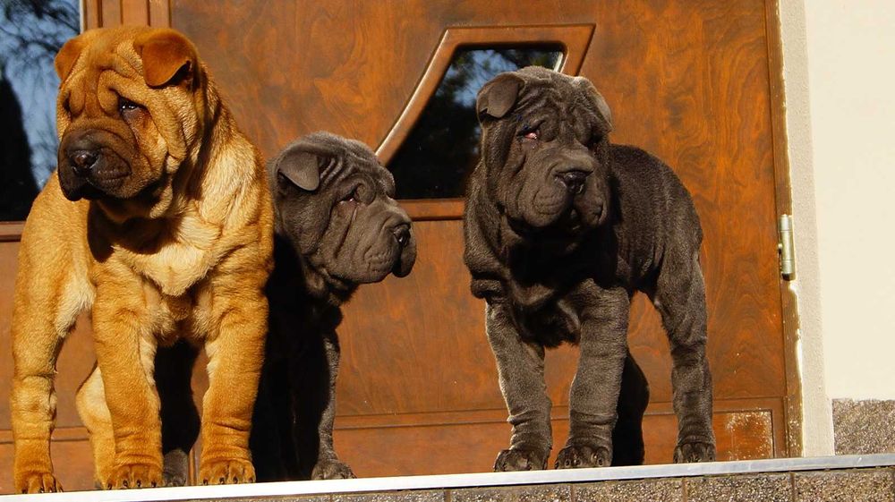 Filo,Shar Pei, blue samiec z rodowodem, rodzice importy FCI
