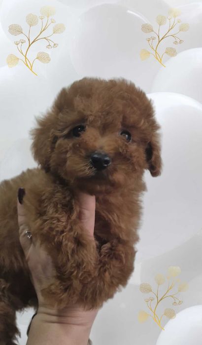 Очаровательная девочка той пудель.