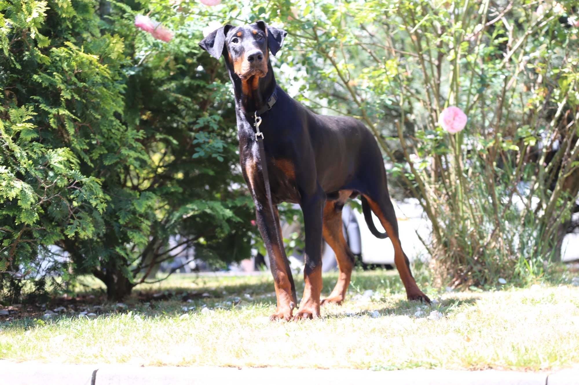 Doberman pies szuka domu dorosły