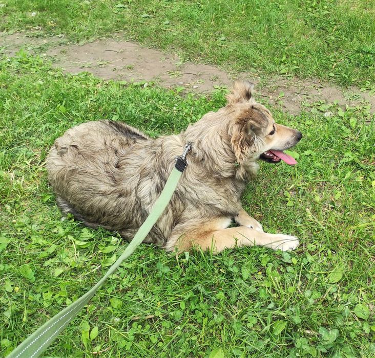 Допоможіть мені знайти прихісток!