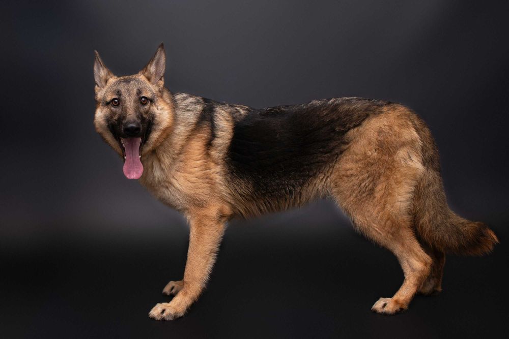 Віддам в добрі руки собаку дівчинку підлітка Леону.