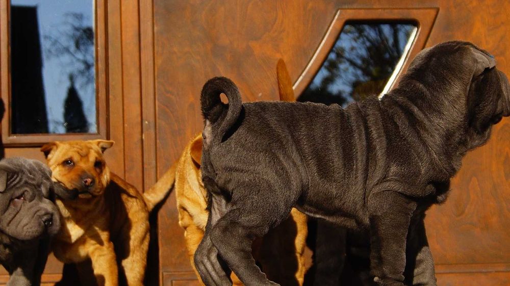 Filo,Shar Pei, blue samiec z rodowodem, rodzice importy FCI