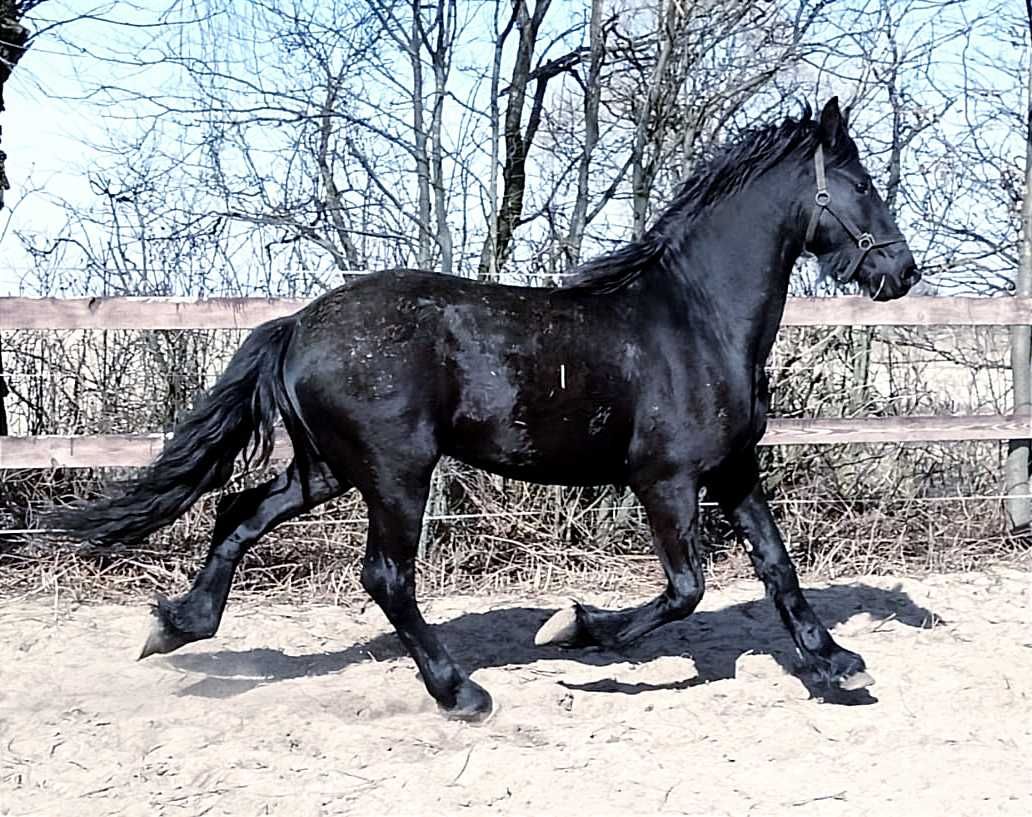 Kon ogier fryzyjski fryzyjska fryz źrebak odsadek
