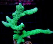 Montipora Digitata Green