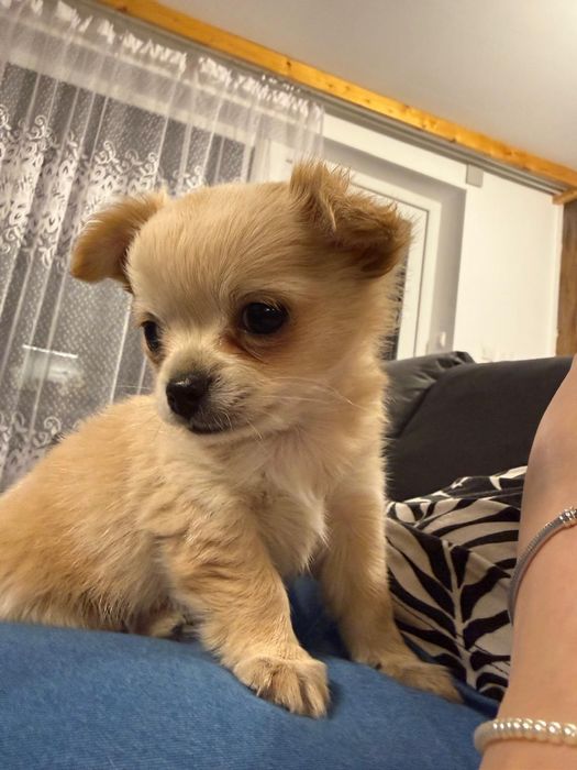 Sprzdam chihuahua długowłosa Piesek