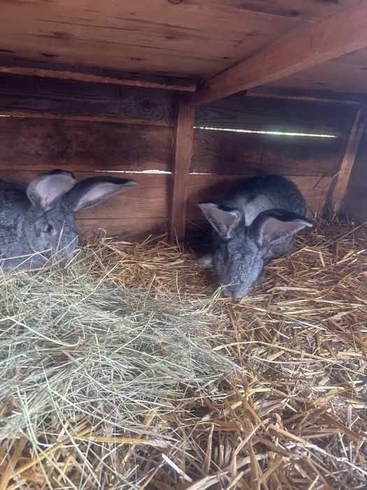 Belgijski Olbrzym Szynszylowaty