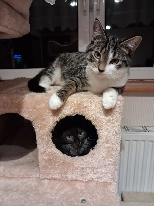 Carmen i James szukają domu