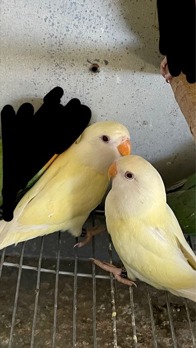 Agapornis rosseicollis 2025